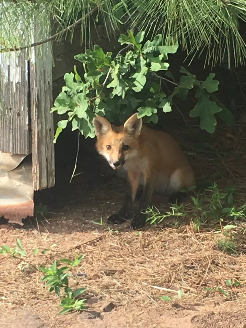 East Texas Fox Comes To Say Hi…And I Wasn’t Even At The Zoo!