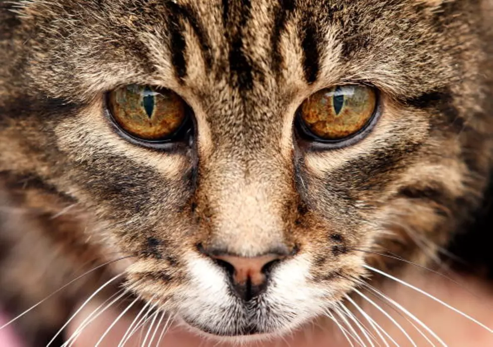 Wealthy Widow Leaves Fortune to her Cat