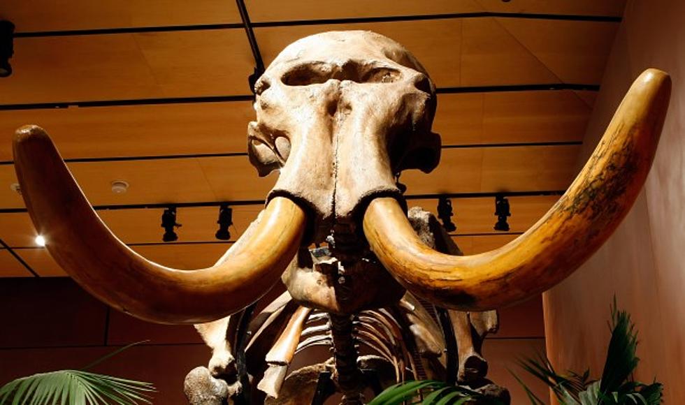Mom, Son Find Wooly Mammoth Tusks 22 Years Apart