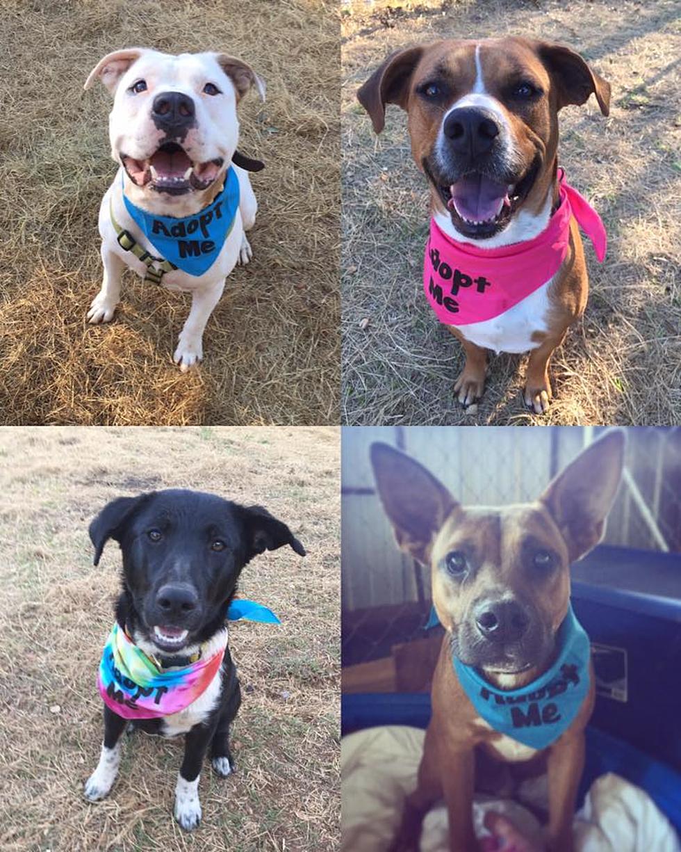 The Animal Rescue Center Has 4 Dogs Left To Adopt or Foster