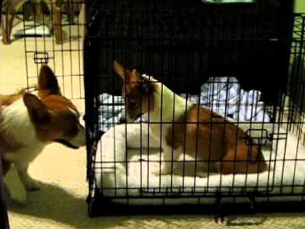 Shameless Pet Video-Corgi Frees Fellow Dog From Cage [VIDEO]