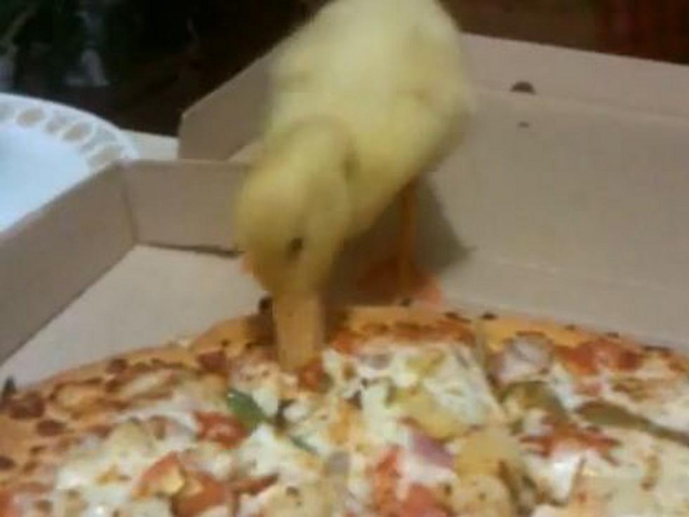 Shameless Pet Video: Little Duckling Eats a Big Pizza [VIDEO]