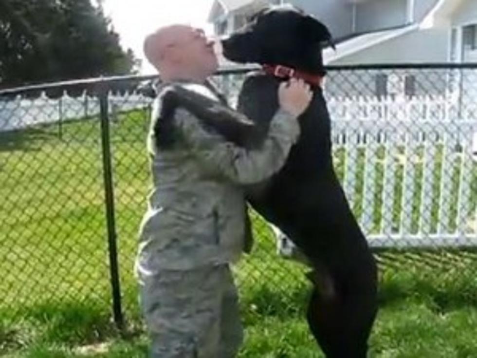 Aww! Huge Great Dane Gives His Military Master a Slobbery Welcome Home [VIDEO]