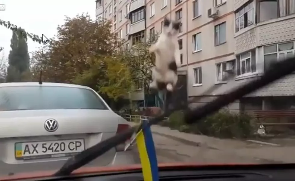 Curious Kitty Gets Wiped Out [VIDEO]