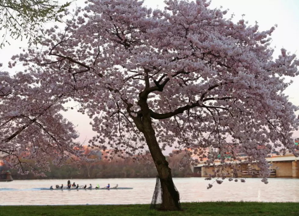 Cherry Blossom Festival + More Events Around WNY!