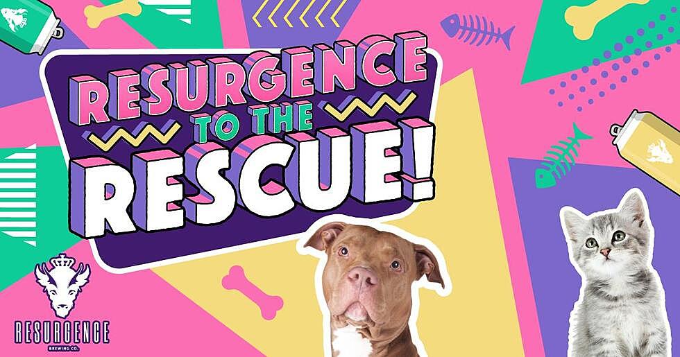 Resurgence Brewery Looking For Pets in Western New York