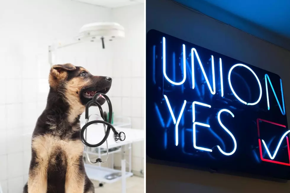 Veterinary Workers Vote to Unionize in Orchard Park