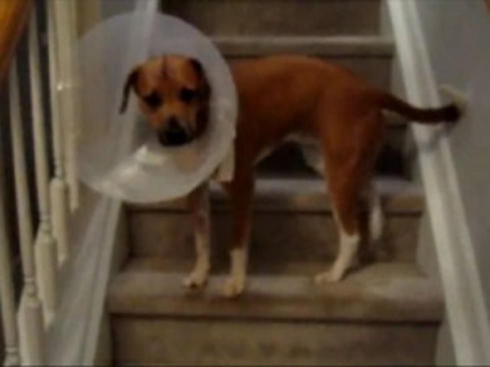 Lucy the Dog Finds Creative Way to Climb Stairs Wearing Cone [VIDEO]