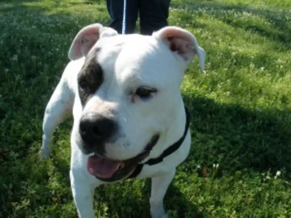 Pet of the Week &#8211; Annie Needs a Home