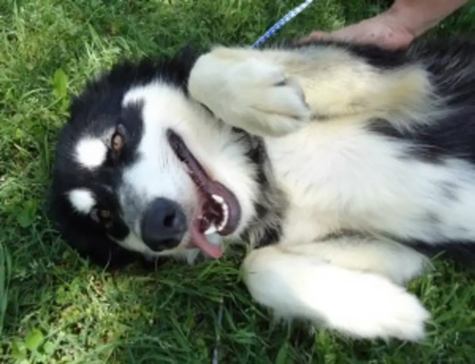 Pet of the Week &#8211; Star the Husky Needs a Home [PHOTOS/VIDEOS]