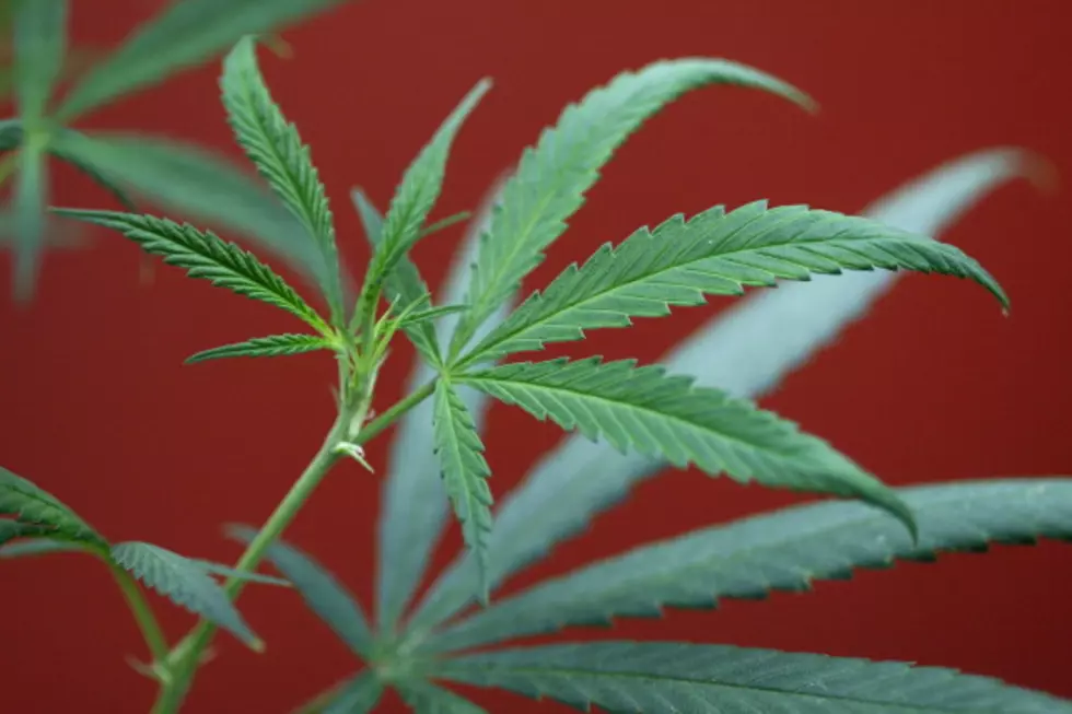 Should Medical Marijuana be Legalized in Arkansas [POLL]