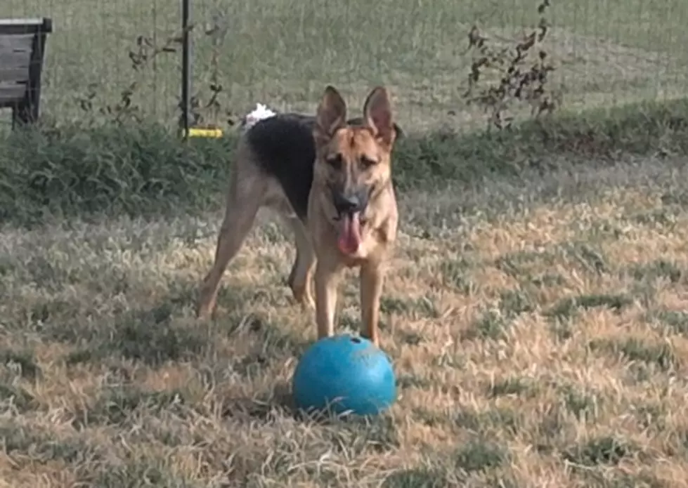 German Shepherd Plays with Jolly Ball [VIDEO]