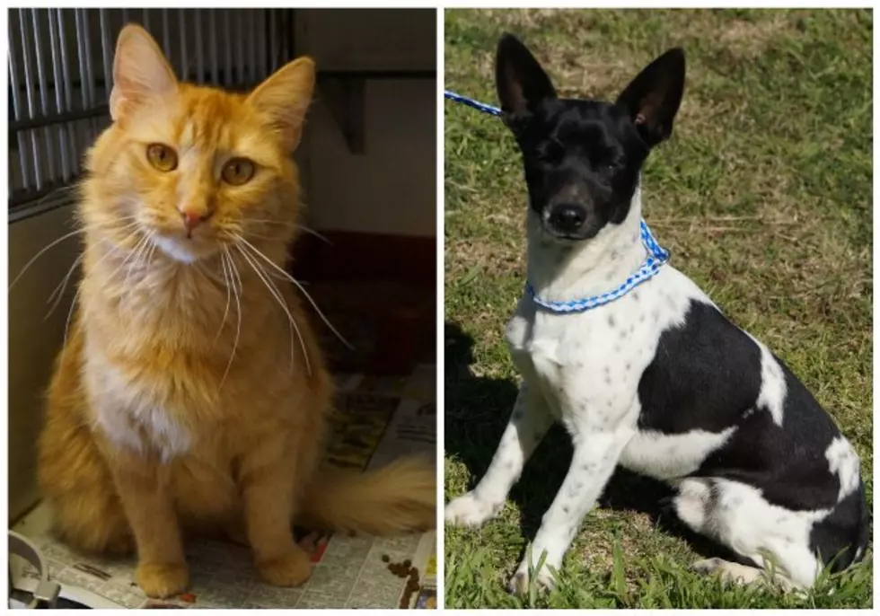 Provide a Pet a Pad: Dog & Cat That Need Homes [PHOTOS/VIDEOS]