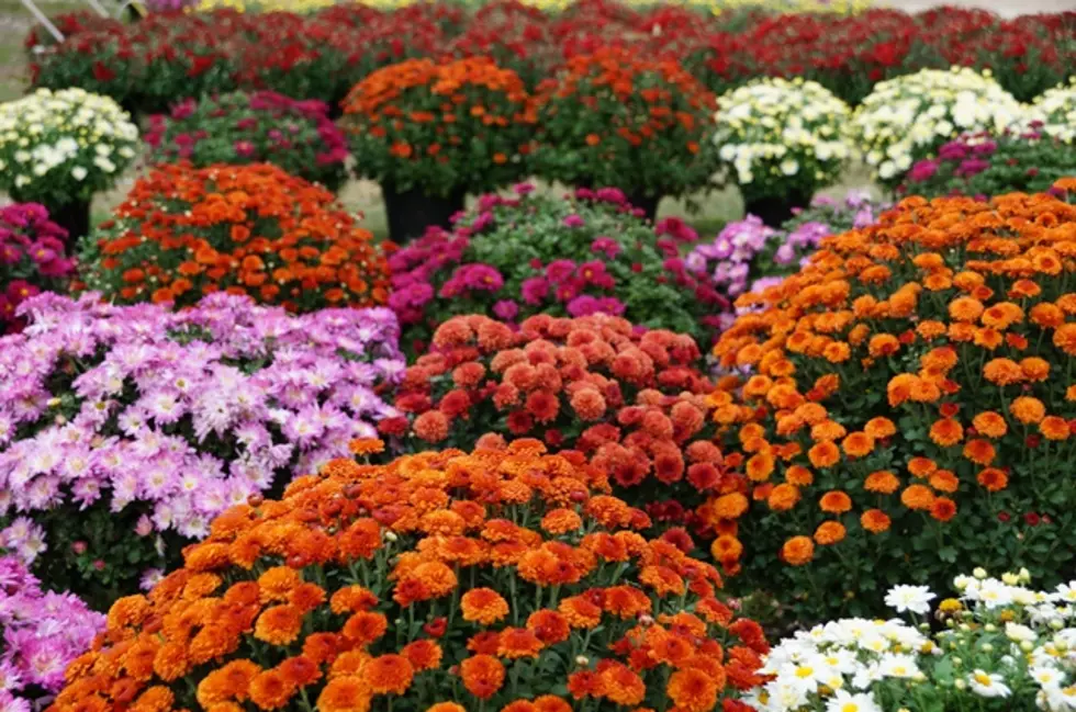 Gorgeous Mums for Decorating