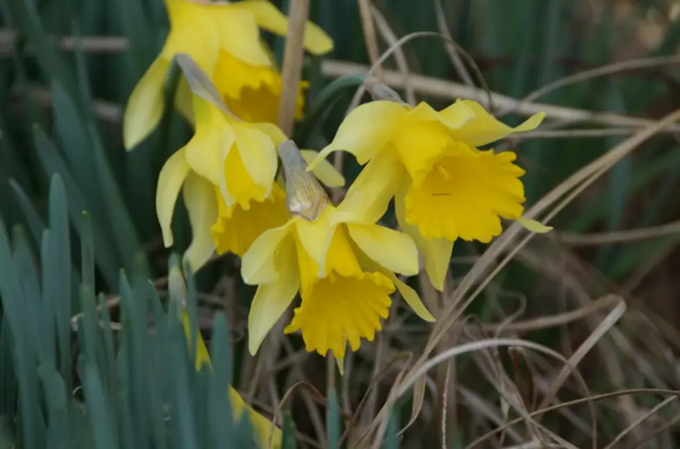 Jonquil Festival is 3rd Weekend in March 2014
