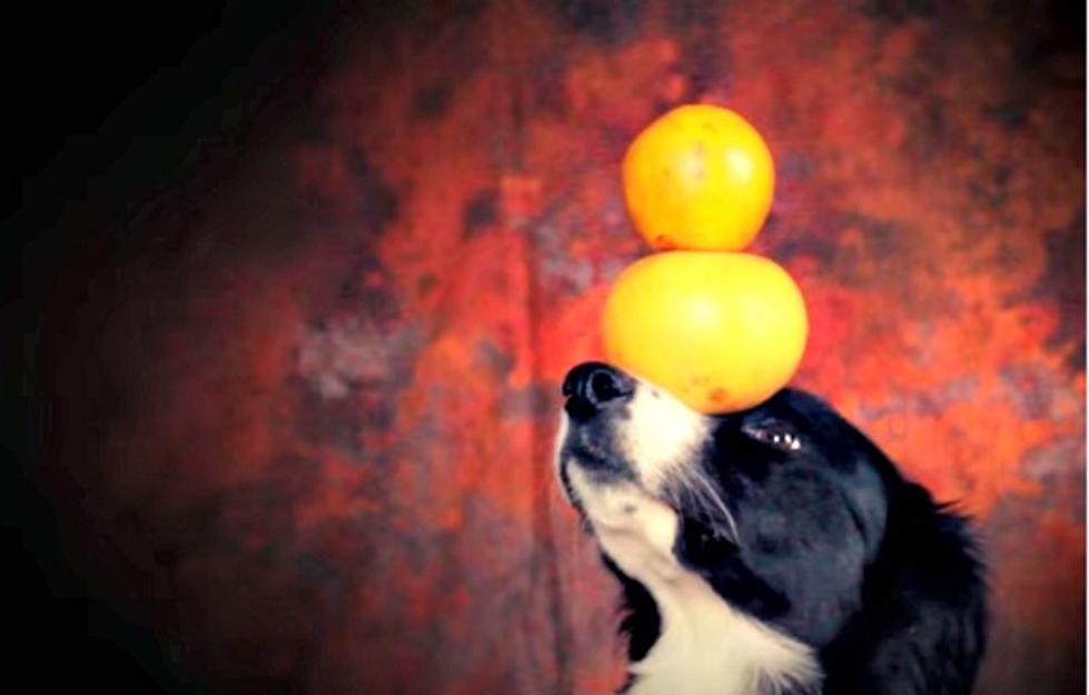 Nana The Border Collie And Her Amazing Balancing Act [VIDEO]