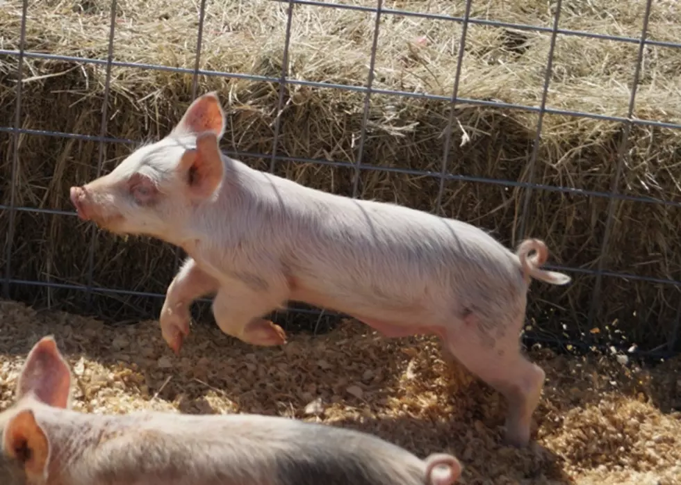 Pig Races Are a New Attraction at the Four States Fair
