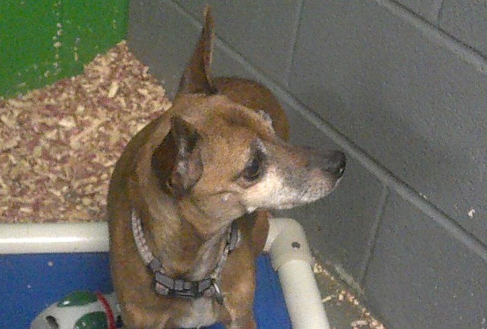 Provide a Pet a Pad Featured Dog is Cuddles the Chihuahua– Adopt or Sponsor a Shelter Dog [PHOTOS/VIDEO]