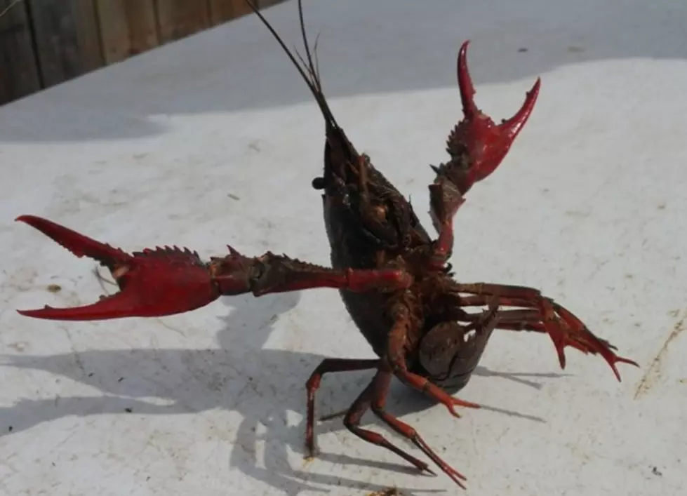 Vote For Your Favorite Name For The Crawfish [POLL]