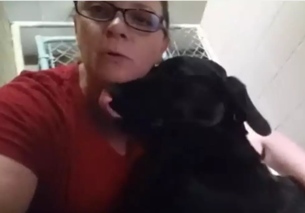 Stray Black Lab at the Animal Shelter in Texarkana [VIDEO]