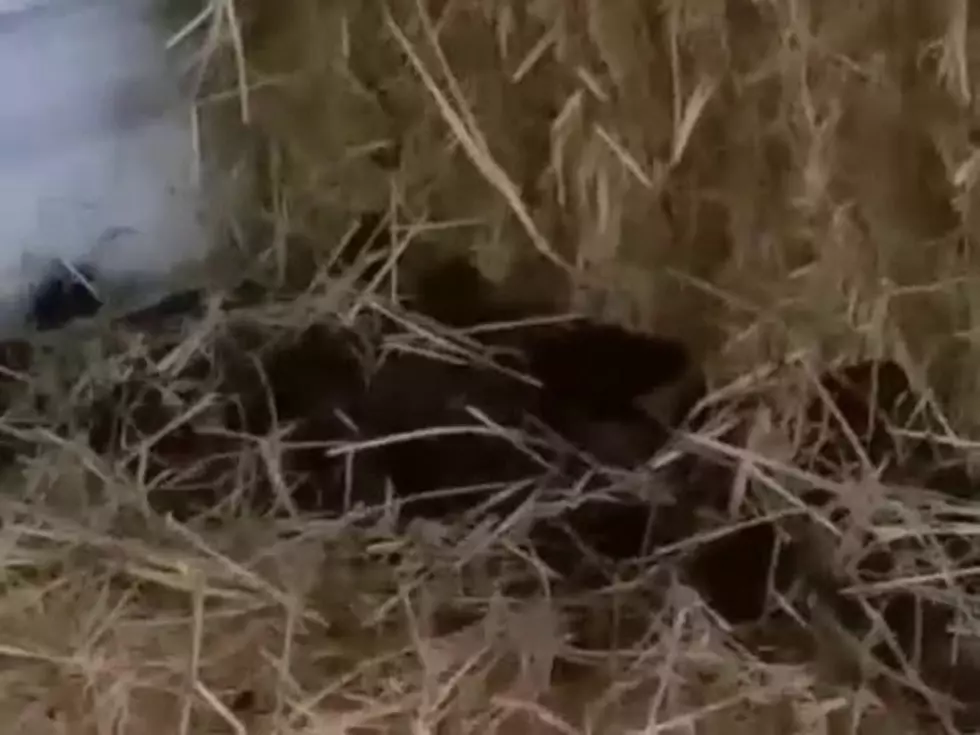 There is a Critter Living in My Barn — Help Solve the Mystery [VIDEO]