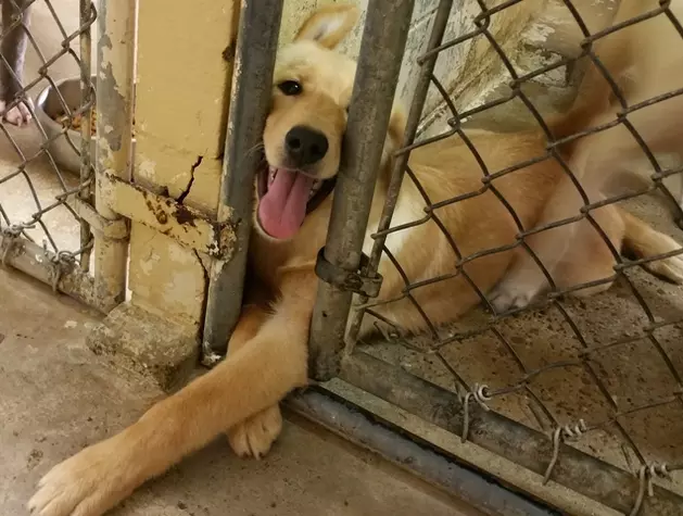 Dogs in Stray Kennels at Shelter in Texarkana