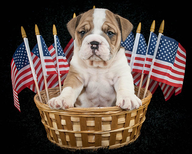 Fireworks and Pets &#8212; Keep Your Pets Safe This Fourth of July