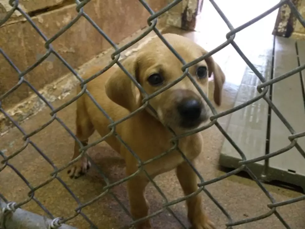 Dogs Waiting for Owners to Reclaim or to Move to Adoption Floor at the Texarkana Animal Shelter