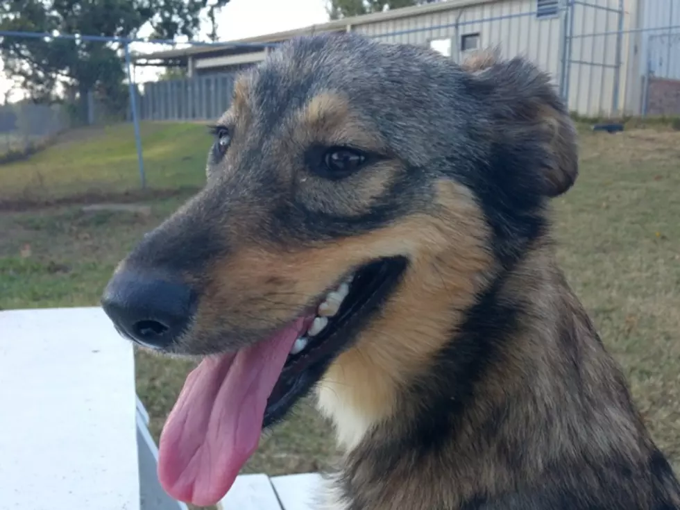 Pet of the Week is a Collie-Shepherd at the Texarkana Animal Shelter