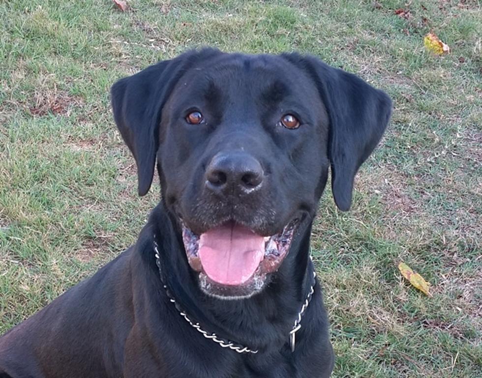 Pet of the Week is a Big Black Beautiful Labrador at the Texarkana Animal Shelter