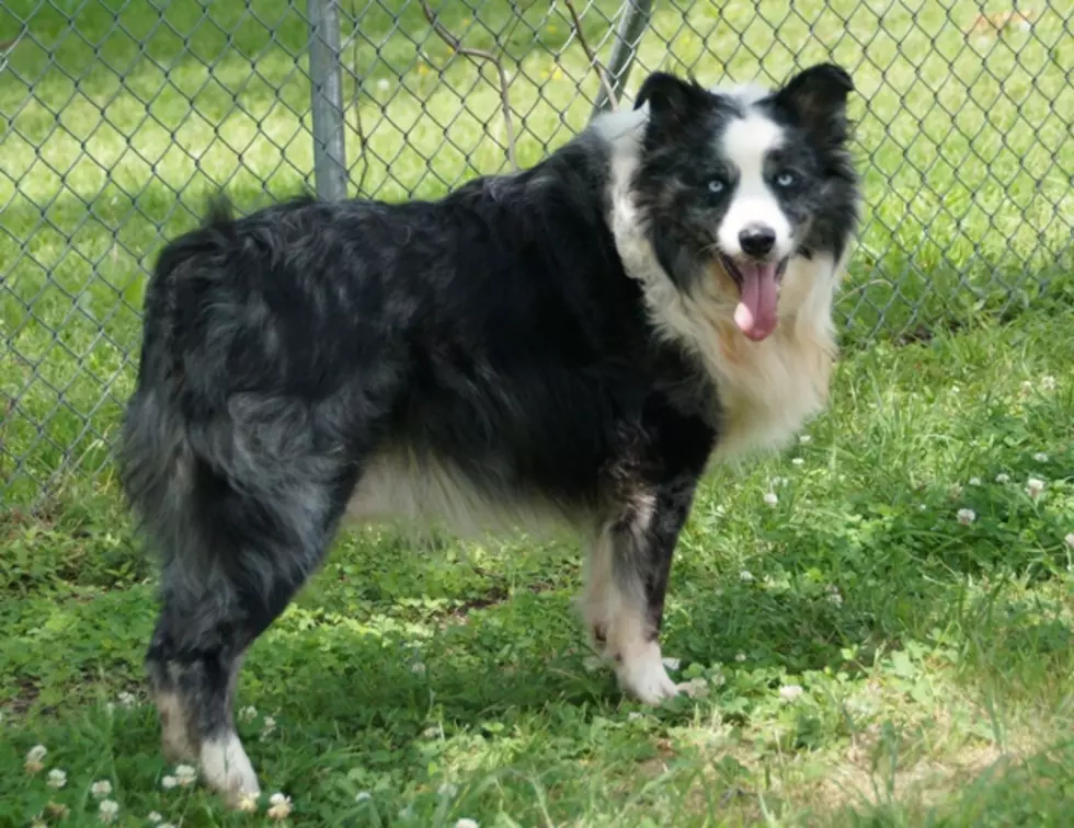Aussie is the Pet of the Week From the Animal Shelter