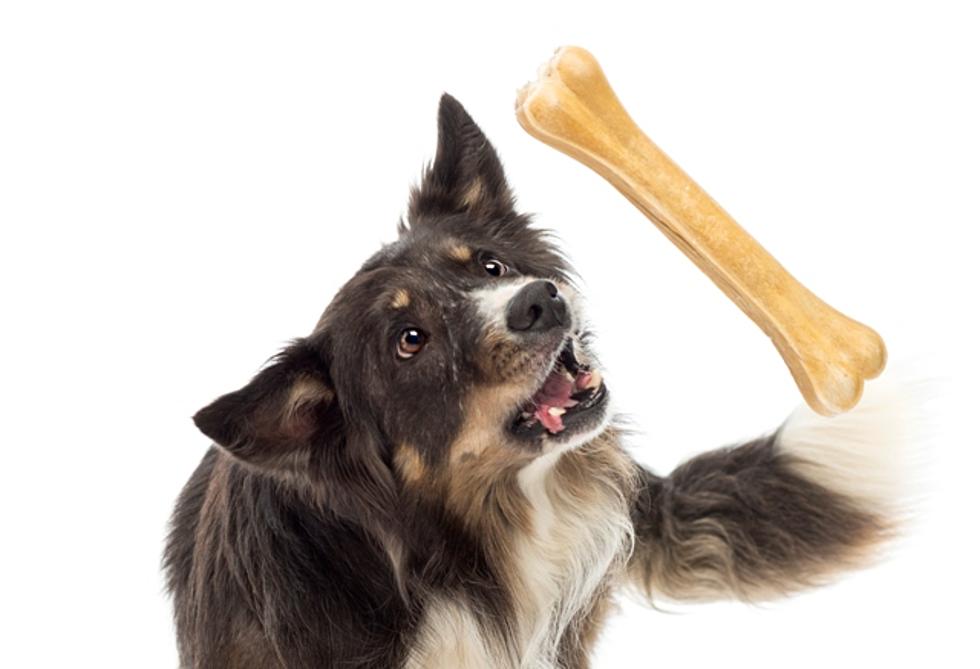 Rawhide Dog Chews Recalled
