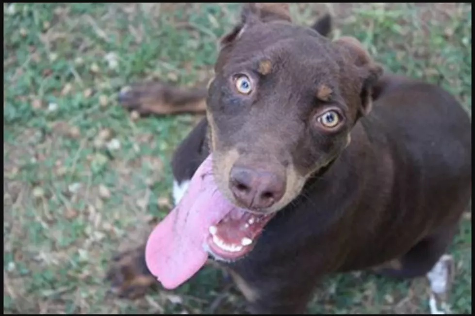 Adopt Chocolate a Fun-Loving Dog From the Animal Shelter