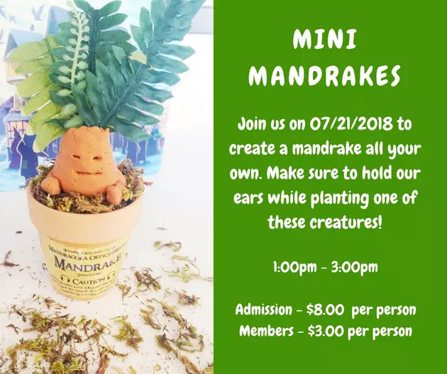 Boredom Busters Presents &#8216;Mini Mandrakes&#8217; Saturday