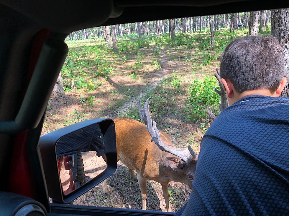 Check Out This Awesome Drive Thru Safari That&#8217;s A Short Drive From Texarkana