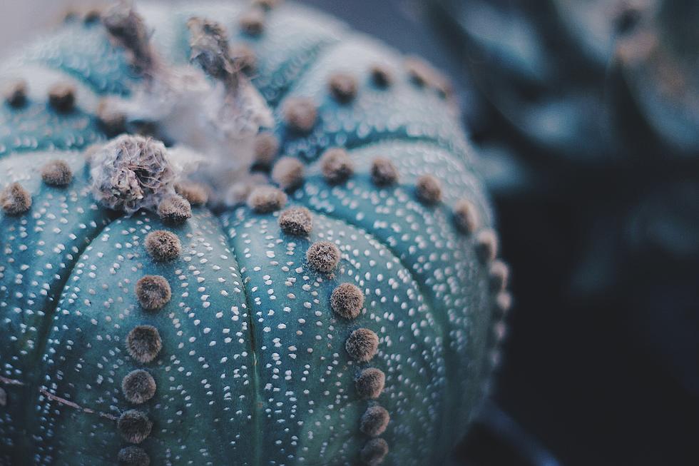 What Does A Blue Pumpkin Mean For Halloween?