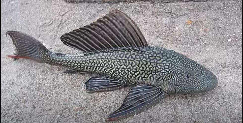 Destructive, Armored, Invasive ‘Plecos Catfish’ Found In Texas Stream