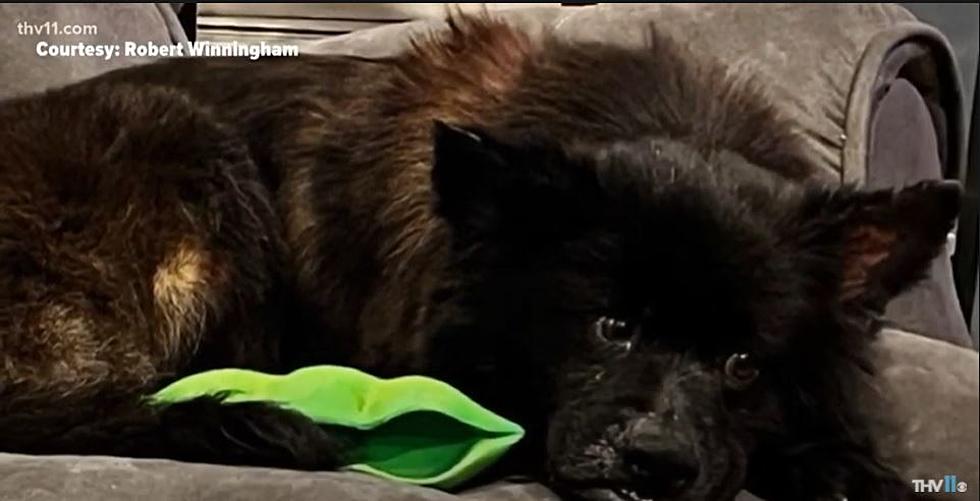 Meet The Arkansas ‘Bat Dog’ That’s Taking The Internet By Storm