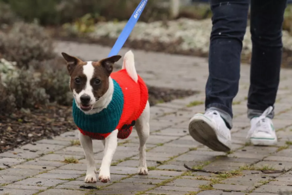 Do Dogs Really Need Clothing in Cold Weather?