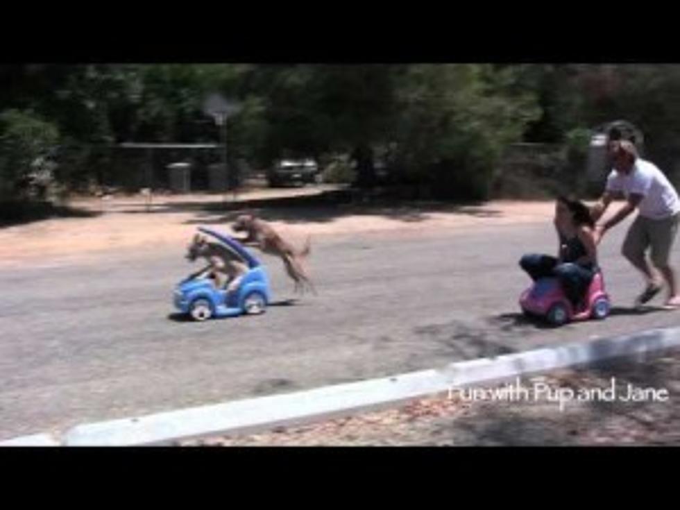 A Dog, A Girl, A Car Race [VIDEO]