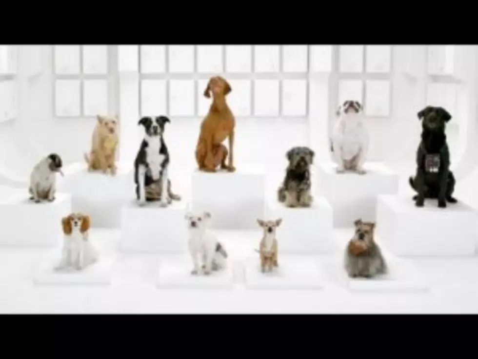 Super Bowl Commercial From Volkswagan &#8211; The Bark Side [VIDEO]