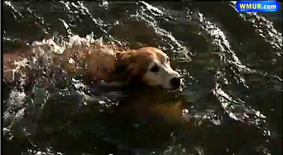 Dog Swept Away by Rough River Water  [VIDEO]