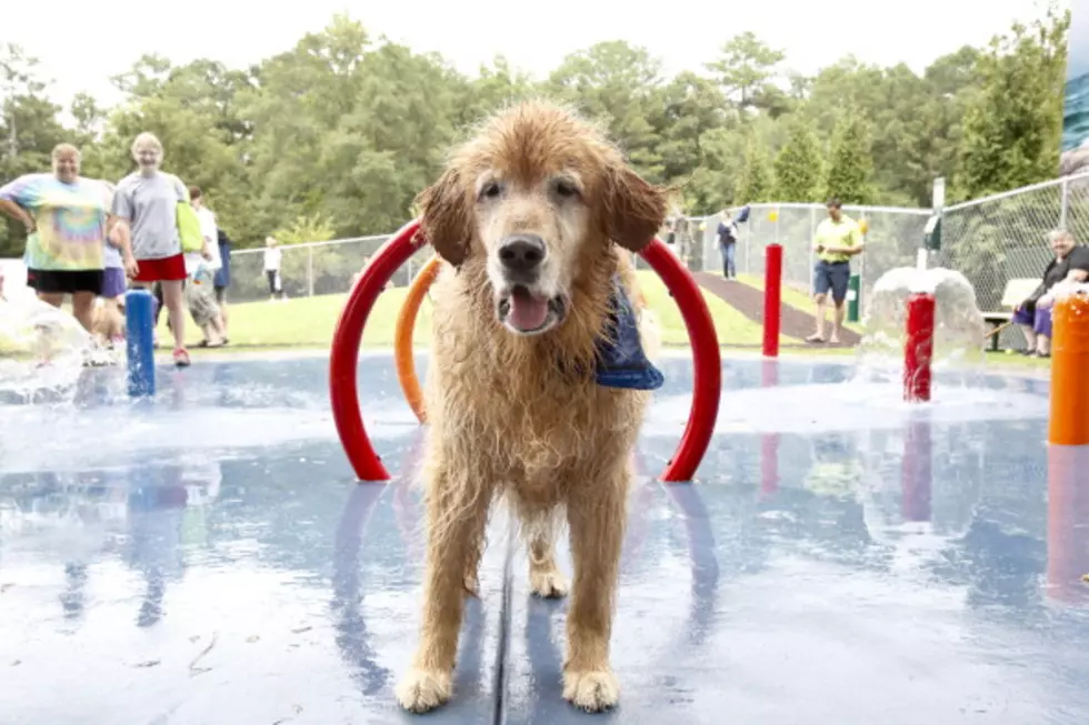 Dog Park Contest Results Announcement at Party on Friday, August 3 in Downtown Texarkana
