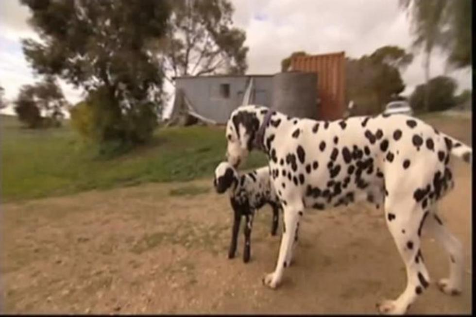 Adorable Orphaned Lamb Adopted by Dalmation