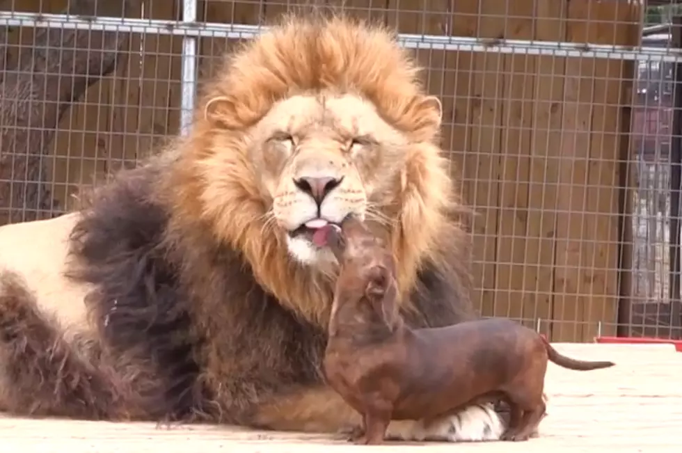Lion Gets Teeth Cleaned by Weenie Dog [VIDEO]