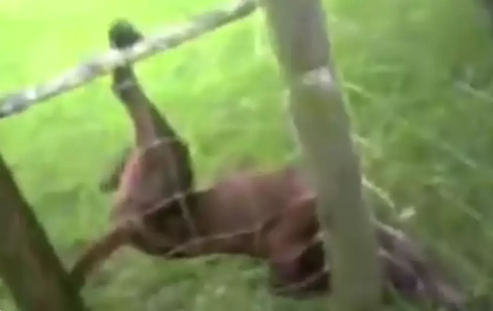 Police Officer Gets Huge Surprise After Rescuing Dog Trapped in Fence Wire [VIDEO]