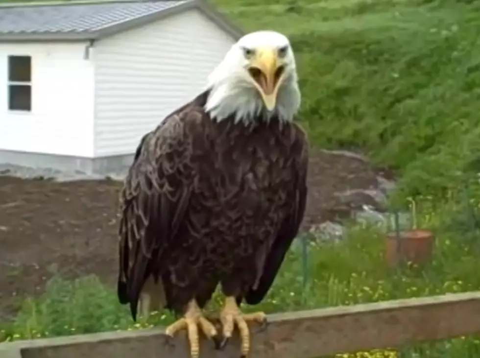 Bald Eagles Visit Kitty Cats – Extremely Close-up [VIDEO]
