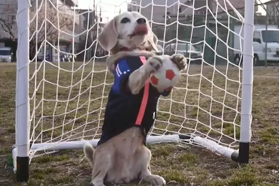 Soccer or Beagle Ball? [VIDEO]