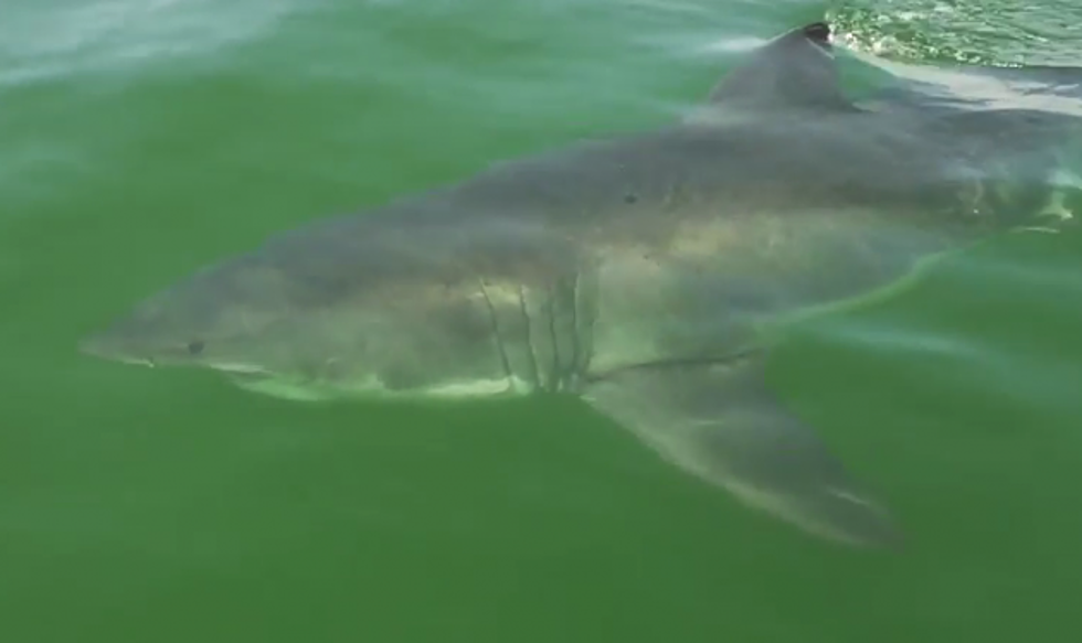 Going to the Gulf of Mexico? Track These Great White Sharks in the Gulf Now! [VIDEO]