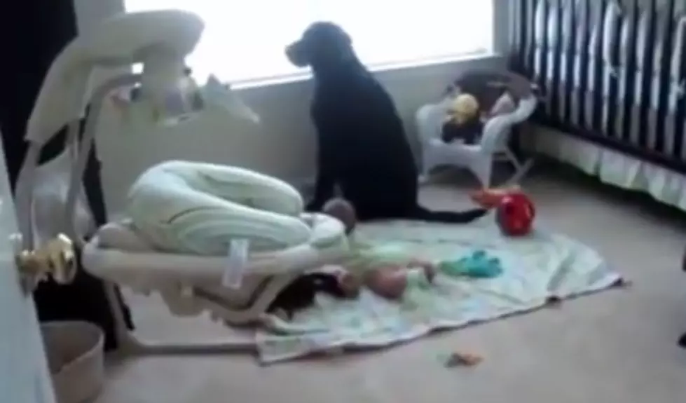 Parents Panic When They Hear Barking in Baby’s Room, Then Find This! [VIDEO]